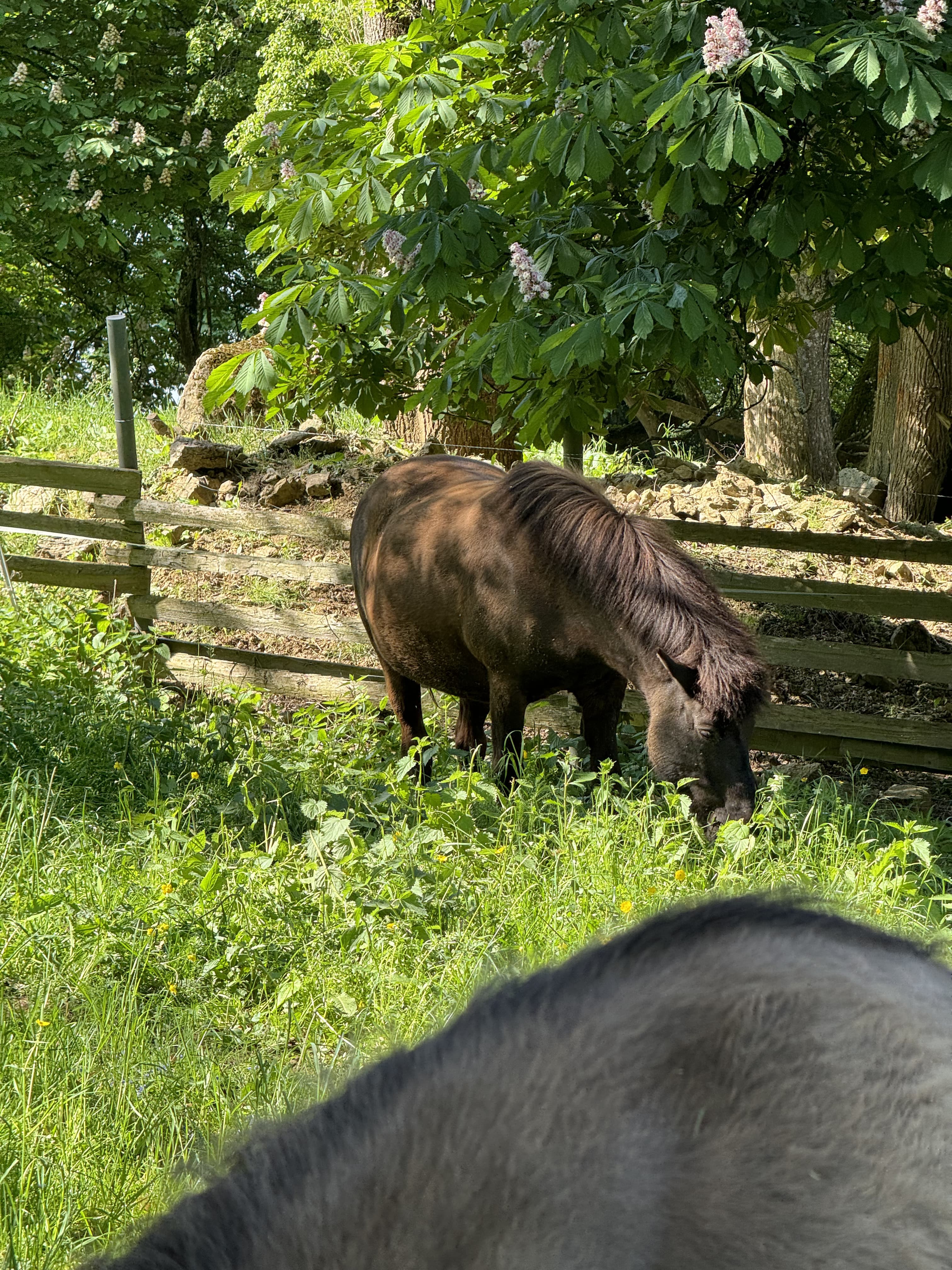 Zwei Pferde auf einer Weide bei Hestura — Reitpädagogik