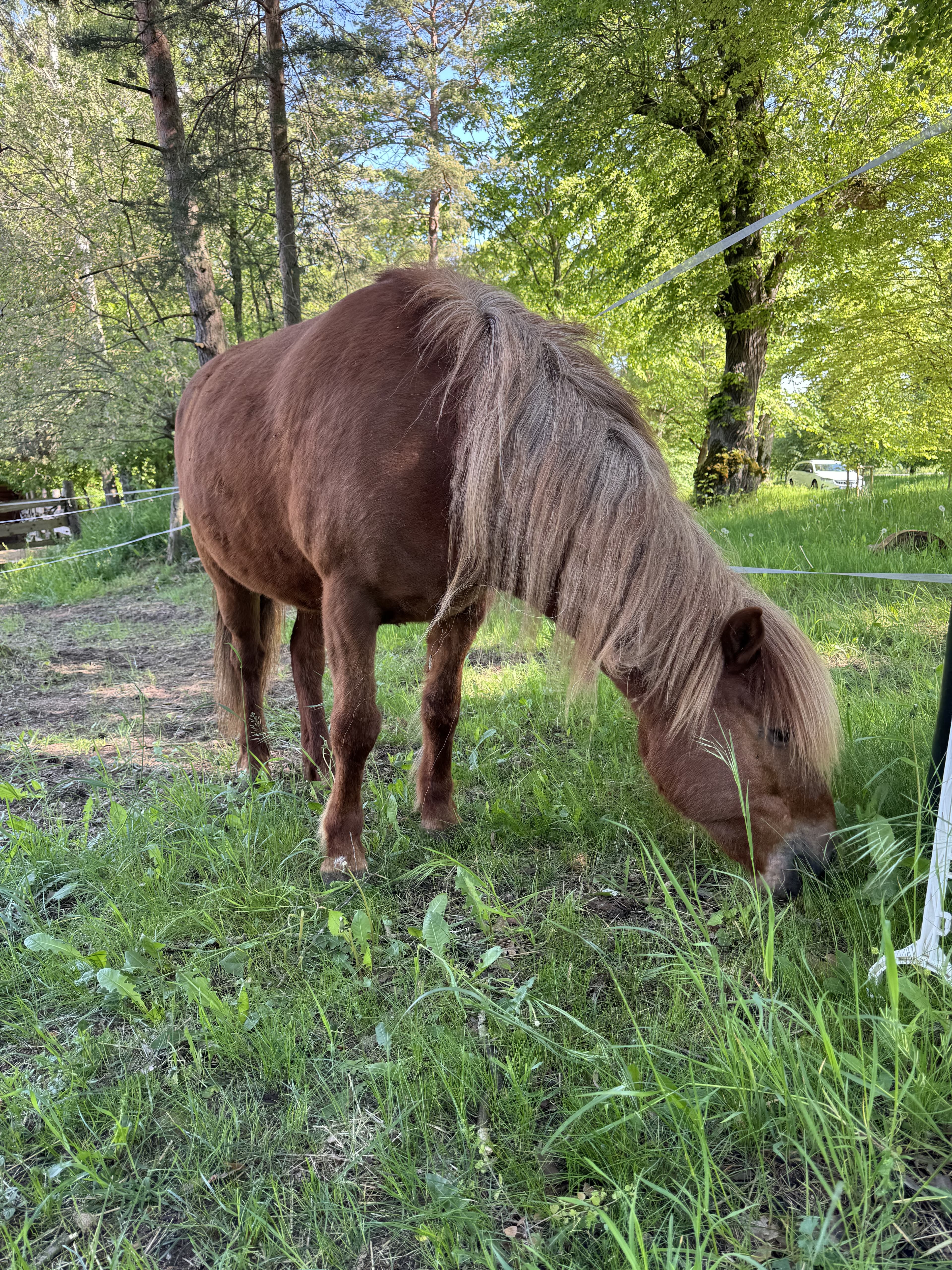 Therapiepferd auf der Weide