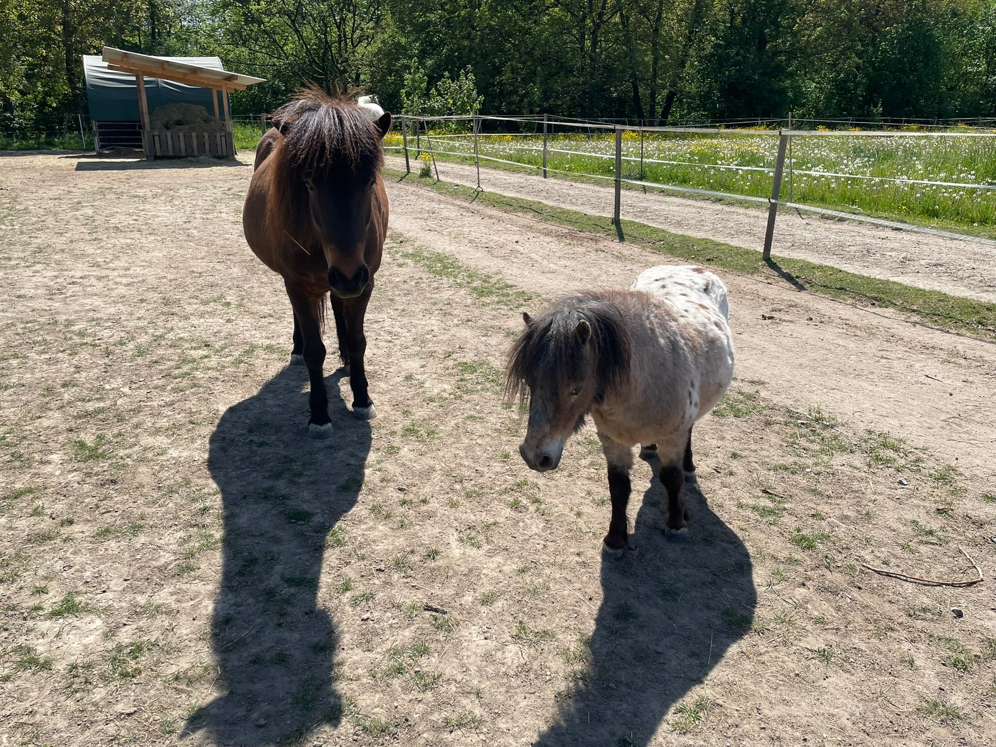 Atla — Isländerstute und Therapiepferd bei Hestura am Sonnenhof