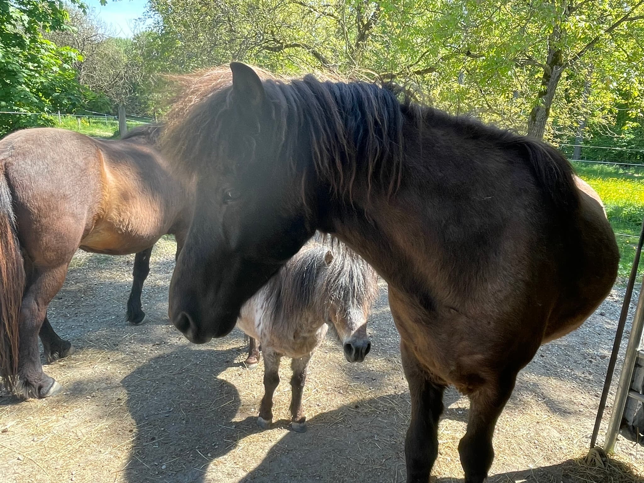 Galdrastein — großer Isländer und Therapiepferd bei Hestura am Sonnenhof