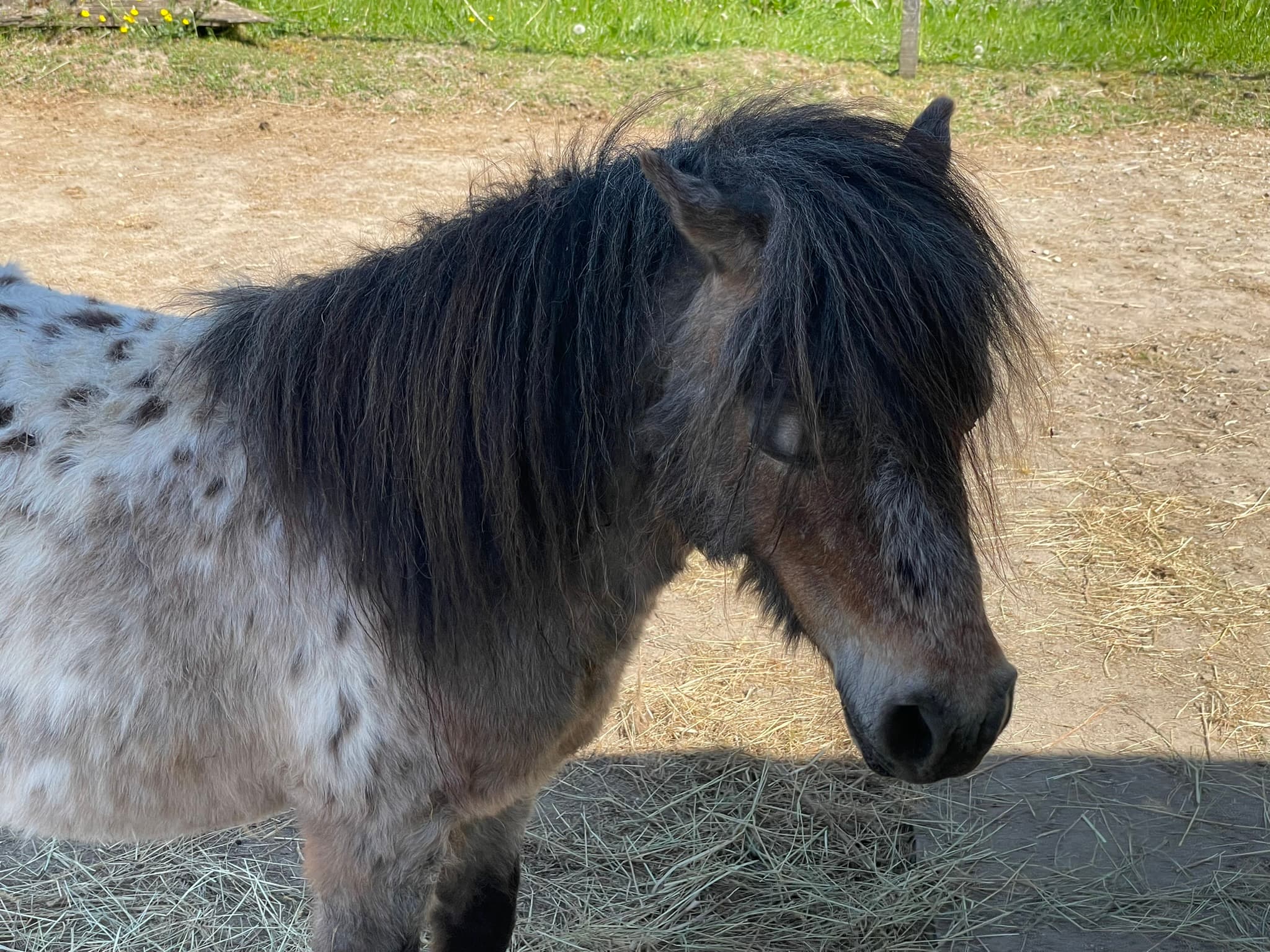 Pünkti — Shetlandpony und Therapiepferd bei Hestura am Sonnenhof