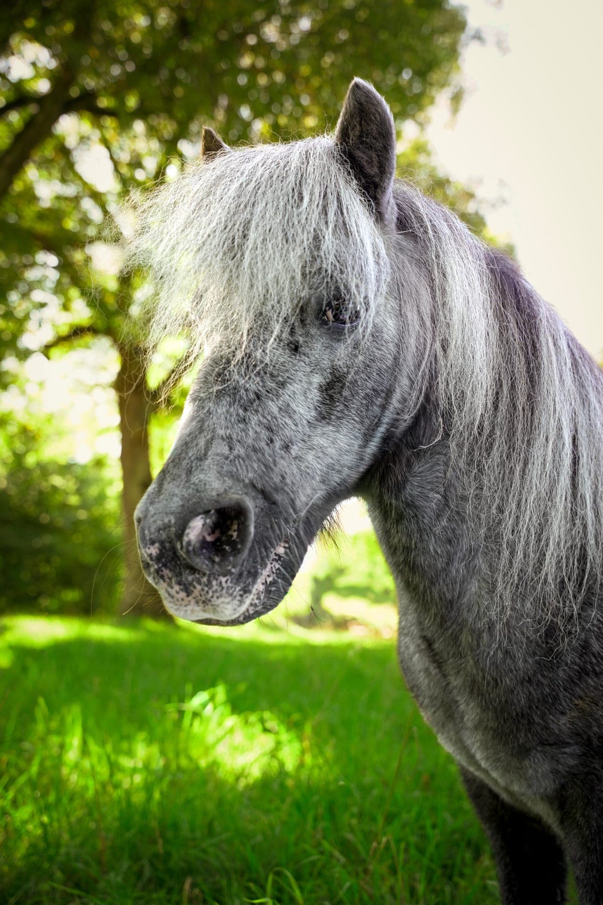 Ferdinand — Shetlandpony und Therapiepferd bei Hestura